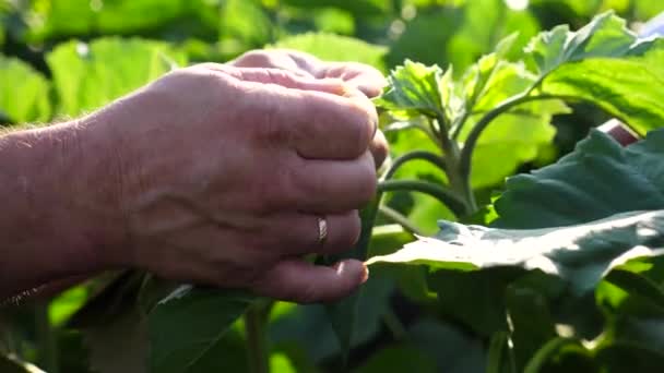 Männliche Hände Von Bauern Begutachten Sonnigen Tagen Unreife Sonnenblumen Auf — Stockvideo