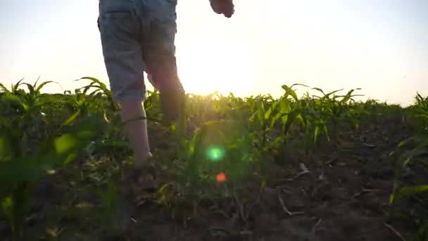 Boldog Gyerek Aki Felemelt Kézzel Rohangál Repülőként Kukoricaföldön Egy Kisfiú — Stock videók