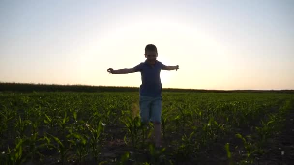 Boldog Gyerek Aki Felemelt Kézzel Rohangál Repülőként Kukoricaföldön Egy Kisfiú — Stock videók