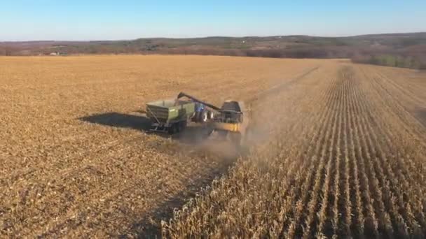 Воздушный Снимок Комбайна Загружающего Спелые Зерна Кукурузы Тракторный Прицеп Летает — стоковое видео