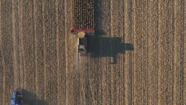 Вид Сверху Комбикормовый Сбор Кукурузы Пшеницы Летающие Над Комбайном Медленно — стоковое видео