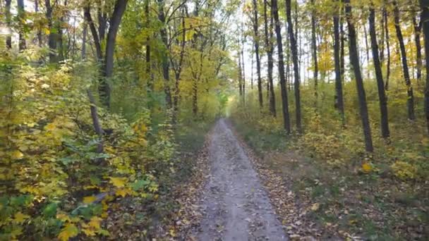 晴れた日には秋の森の中をカメラが移動します 森の中をトレイル沿いの散歩の眺め 暖かい日差しがカエデの木を照らす 背景に美しい自然 — ストック動画