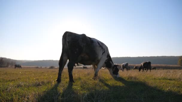 Manada Vacas Pastar Relvado Ensolarado Animais Pastagens Bela Paisagem Campo — Vídeo de Stock