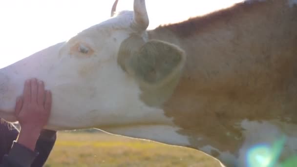 Handen Van Mannelijke Boer Aanraken Strelen Koe Vriendelijk Dier Geniet — Stockvideo