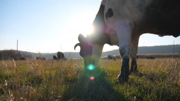 Krowa Świeżą Zieloną Trawę Trawniku Stado Bydła Wypasanego Pastwiskach Piękny — Wideo stockowe
