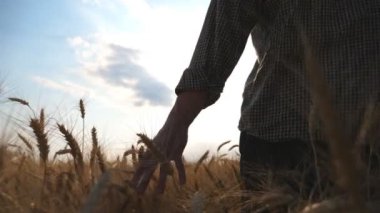 Genç çiftçinin buğday tarlalarında yürümesini ve mahsulün altın kulaklarına nazikçe dokunmasını. Çiftlikte yetişen olgun arpaların üzerinde hareket eden bir erkek el. Tarım konsepti. Arka plan Yavaş çekim.