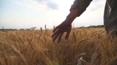 Olgun buğday üzerinde hareket eden çiftçinin erkek eli çayırda büyüyor. Genç tarımcı arpa tarlasında yürüyor ve nazikçe altın ekin kulaklarını okşuyor. Tarım konsepti. Arka plan Yavaş çekim.