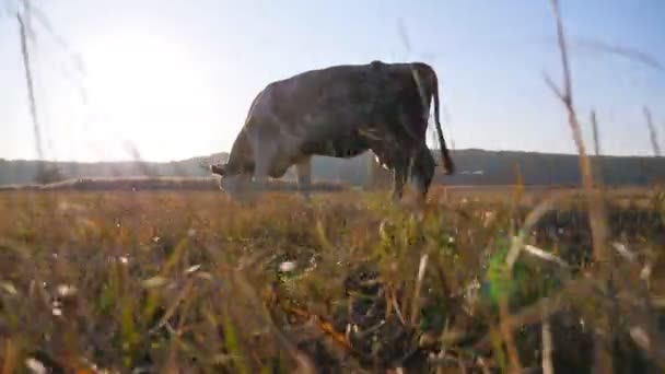 잔디밭에서 신선한 잔디를 목초지에 뿌리는 배경에 햇빛으로 시골의 풍경입니다 슬로우 — 비디오