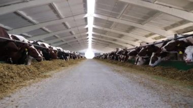 Kameralar saman yiyen sığırlarla ahır yolunda ilerliyor. Modern süt çiftliğinde kuru otlarla beslenen uzun bir sıra inek. Süt fabrikasında yem çiğneyen akrabalar sürüsü. Hayvancılık kavramı.
