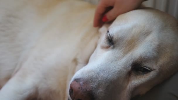 Cerca Propietaria Acariciando Lindo Labrador Que Yacía Sobre Pierna Mano — Vídeo de stock