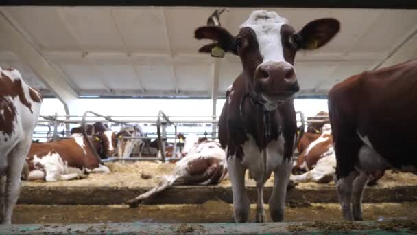 现代奶牛场摊档中哺乳动物的肖像 好奇的奶牛注视着牛奶厂的摄像头 可爱的母牛在牛棚里表现出好奇心 畜牧业中的农产企业概念 靠近点 — 图库视频影像
