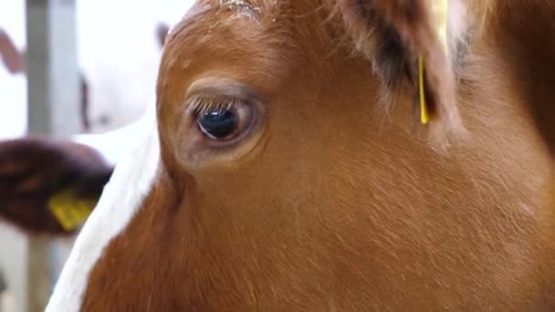 在牛奶厂 一只可爱的棕色奶牛近视 在奶牛场看到一只友善的哺乳动物 牛棚里漂亮的母牛的特征 农业和畜牧业的概念 — 图库视频影像