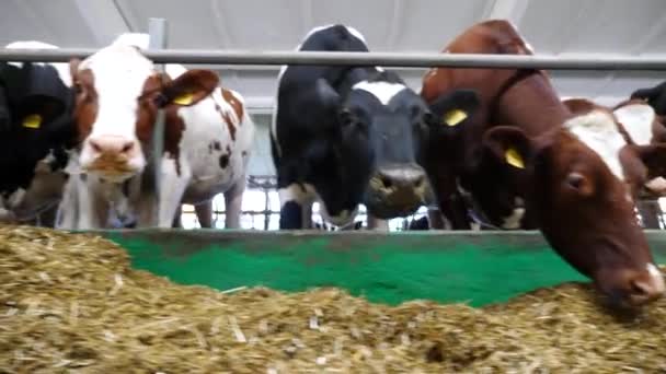 Longa Fileira Silagem Mastigação Gado Fábrica Leite Vacas Curiosas Olham — Vídeo de Stock