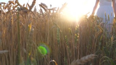 Meadow 'da yürüyen tanınmayan bir kadın olgun kulaklara dokunuyor. Altın olgun buğday ve parlak günbatımının olduğu sakin doğa sahnesini izleyin. Yaz doğasının tadını çıkaran kız. Yavaş çekim. Yakın çekim..