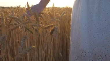 Close up of female hand moving over ripe wheat growing on meadow. Woman walking through grain field and touching golden crop ears. Girl enjoying summer. Beautiful sunset at background. Slow motion.