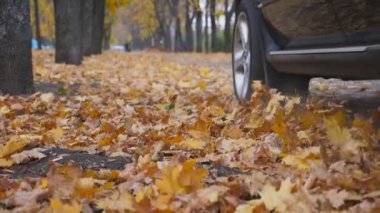 Güneşli bir günde güçlü bir araba ara sokaktan geçiyor. Otomobil direksiyonunun altından renkli sonbahar yaprakları uçar. Siyah SUV parktaki sarı yaprakların üzerinden hızla geçiyor. Düşük açı görünümü.