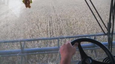 Erkek eli direksiyon tutarken ve hasat sırasında kontrolü ele alırken yakın durun. Tarlada tahıl biçme makinesinde çalışan çiftçi. İçerideki kabinden buğday toplama işlemine bakın. Yavaş çekim.