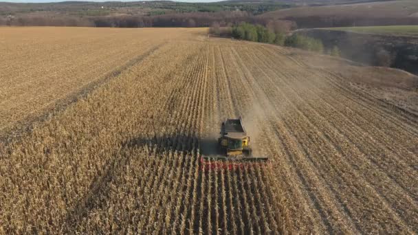 Вид Воздуха Сбор Кукурузы Пшеницы Сельскохозяйственных Угодьях Летает Над Комбайном — стоковое видео
