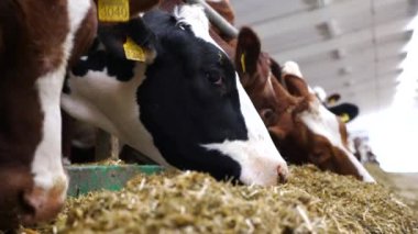 Modern süt çiftliğinde çim yiyen ineklere yakın çekim. Süt fabrikasında bir sürü sığır yemi. Sığır çiftliğindeki kuru otlarla beslenen akrabalar sürüsü. Tarım endüstrisi ve hayvancılık