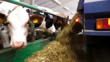 Traktör süt fabrikasındaki sığır sürüsüne ot yayıyor. Dost canlısı memeli hayvanlar inek ahırında taze yem yiyorlar. Tarım endüstrisi ve çiftlik hayvancılığı kavramı. Yavaş çekim.