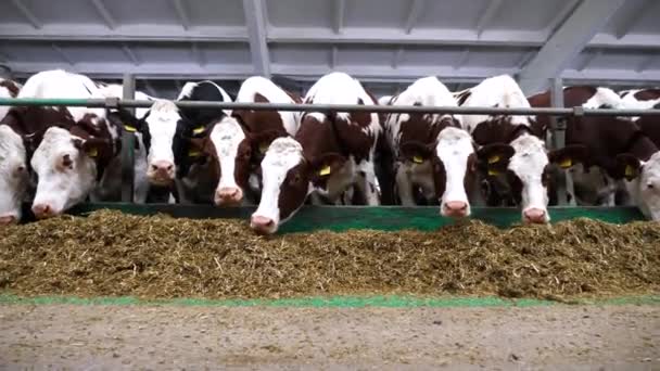 牛乳工場で牛の餌噛む行 好奇心旺盛な牛がカメラを見て 現代の酪農場で干し草を食べる 牛の餌となる種の群れは 卑屈な状態で沈黙します 畜産業 — ストック動画