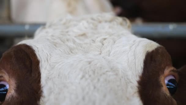 Gros Plan Sur Les Yeux Vache Mignonne Regardant Dans Caméra — Video