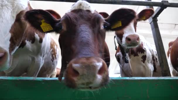 Cerca Curiosas Vacas Pie Establo Granja Lechera Moderna Fila Ganado — Vídeo de stock