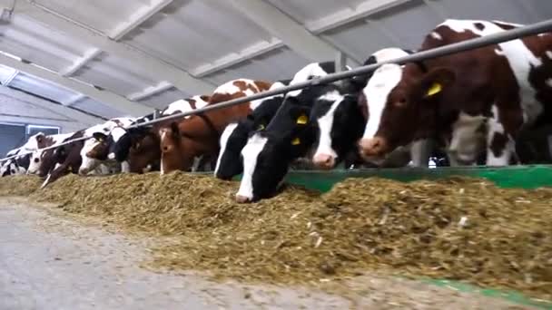 牛の長い列は牛乳工場で沈黙を噛みました 奇妙な牛は現代の酪農場で干し草を食べているカメラを調べます 牛の群れに餌を与えている 農業産業と家畜の夫のコンセプト — ストック動画