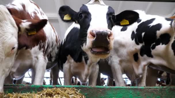 現代の酪農場で好奇心旺盛な牛の噛む飼料の肖像画 かわいい哺乳動物はミルク工場で食事をしながらカメラを見ています 農業産業と畜産業の概念 閉じろ — ストック動画