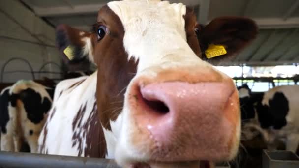 Retrato Vaca Curiosa Establo Granja Lechera Moderna Mamífero Animal Mira — Vídeo de stock
