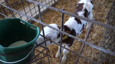 Küçük memeli bebek inek ahırının çitlerinde emzik ile kovadan süt emiyor. Çiftlikteki otlakta süt içen yeni doğmuş küçük inek. Sığır çiftliğinde laktikle beslenen aç şirin bir buzağı. Kapat..