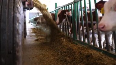 Traktör ahırda küçük buzağıları beslemek için yem yayıyor. Süt fabrikasında taze yem yiyen şirin küçük inekler. Tarım endüstrisi ve çiftlik hayvancılığı kavramı. Yavaş çekim.