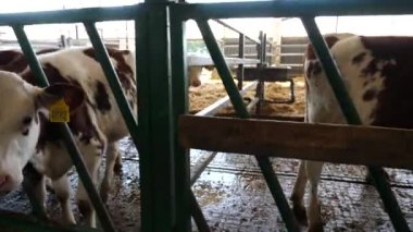 Uzun sıra meraklı küçük buzağılar mandıra çiftliğindeki kameralara bakıyor. Süt fabrikasında beslenmek için bekleyen şirin küçük inekler. Tarım endüstrisi ve çiftlik hayvancılığı kavramı. Kapat..