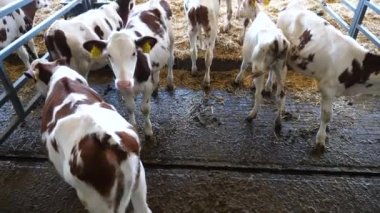 Süt fabrikasının ahırında duran şirin küçük inekler. Süt çiftliğinde beslendikten sonra samanların üzerinde dinlenen güzel küçük buzağılar. Tarım endüstrisi ve çiftlik hayvancılığı kavramı. Yavaş çekim.