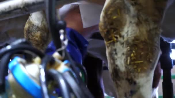 Чоловіча Рука Фермера Протирає Серветкою Коров Ячої Тканини Перед Тим — стокове відео