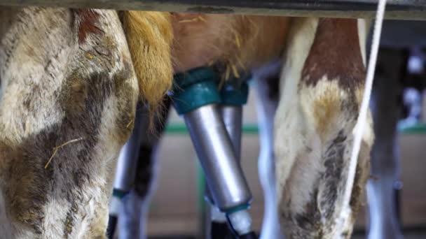 现代农业中采用自动化工业系统对奶牛进行挤奶加工 乳制品生产厂的机器人技术 农业和畜牧业的概念 慢动作 — 图库视频影像