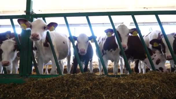 Fila Gado Alimentado Por Grama Seca Estábulo Vacas Curiosas Olham — Vídeo de Stock