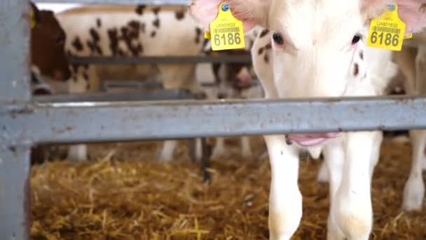 Portrait Cute Little Cows Stable Milk Factory Curious Small Calves — Stock Video