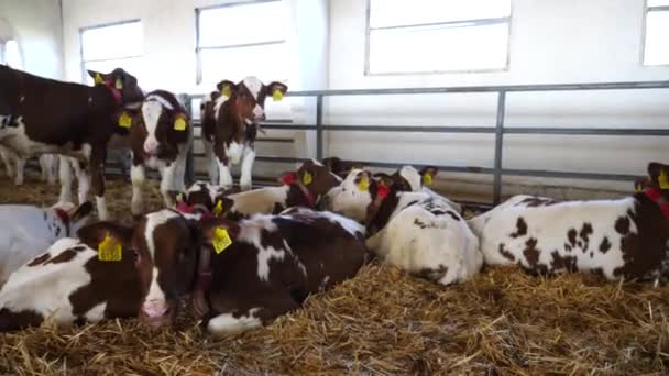 Herd Van Schattige Kleine Koeien Staande Liggend Paddock Moderne Melkveehouderij — Stockvideo