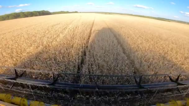 Harvester Gathering Crop Ripe Wheat Field View Combine Cabin Riding — Stock Video
