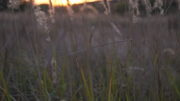 Wysokie Pędy Trawy Pampas Pięknym Zachodem Słońca Tle Wysokie Dzikie — Wideo stockowe