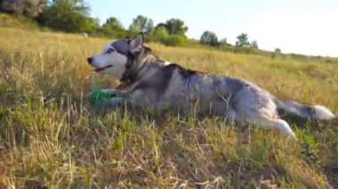 Gün batımında çayırda yeşil çimlere uzanmış plastik bir şişeyi ısıran Sibirya köpeği. Sahadaki evcil hayvan portresi. Arka planda yaz manzarası. Düşük açı görünümü Kapat.