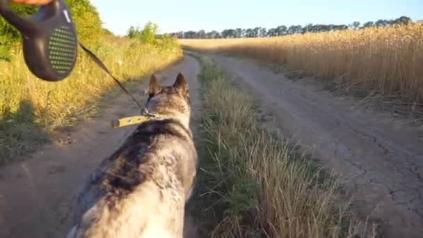 Χαριτωμένο Σιβεριανό Σκυλί Husky Τραβώντας Λουρί Ενώ Περπάτημα Κατά Μήκος — Αρχείο Βίντεο
