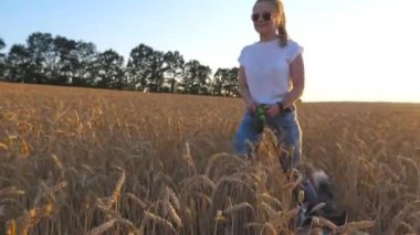 Güneş gözlüklü genç bir kızın gün batımında Meadow 'daki altın dikenli çayırlarda tasmalı Sibirya Husky' siyle dolaşması. Sarı saçlı güzel bir kadın buğday tarlasında köpeğiyle vakit geçiriyor..