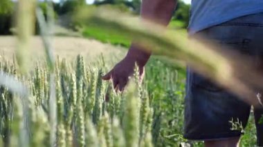 Tarım uzmanının erkek kolu çayırda yetişen olgunlaşmamış buğdayın üzerinde hareket ediyor. Genç çiftçi arpa tarlasının yakınında yürüyor ve el yeşili ekin kulaklarıyla dokunuyor. Tarım sektörü konsepti. Yavaş çekim.