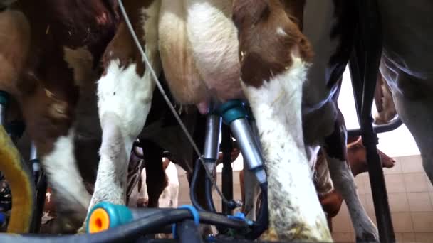 Zbliżenie Procesu Dojenia Krów Przez Automatyczny System Przemysłowy Nowoczesnym Gospodarstwie — Wideo stockowe