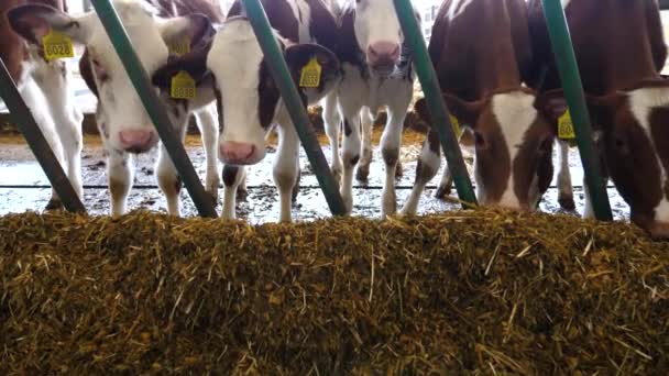 好奇的小牛看着镜头 在奶牛场里吃着干草 小牛犊在牛奶厂咀嚼饲料 牛棚用干草喂牛 畜牧业中的农产企业概念 — 图库视频影像