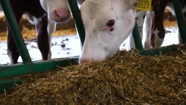 现代牛棚马厩里的小牛犊在咀嚼饲料 漂亮的小母牛在奶牛场吃干草 奶牛场用干草喂养友好的哺乳动物 农业工业概念 — 图库视频影像