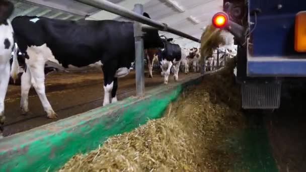 拖拉机在牛奶厂把青贮饲料撒向奶牛群 友好的哺乳动物在牛棚吃新鲜饲料 农业和畜牧业的概念 慢动作 — 图库视频影像