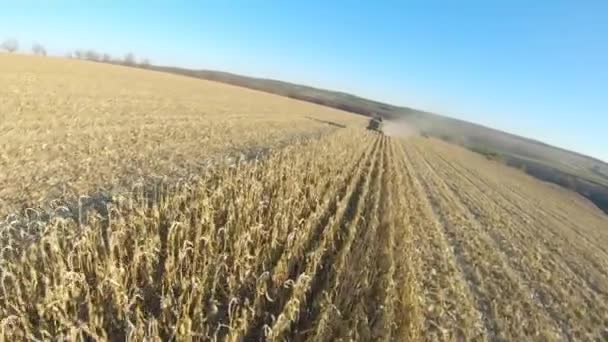 晴れた日には 現代の収穫者が畑で熟したトウモロコシの収穫を集めて飛んでいます トウモロコシの農村部の切断黄色の茎を介して乗馬を組み合わせる 収穫中の農地の空中撮影 スローモ — ストック動画